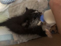 -宠颐生中康贝怡动物医院