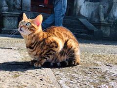 -上海西上海奥杰奥迪汽车销售有限公司(真如店)