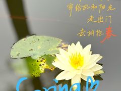 -映月湖公园