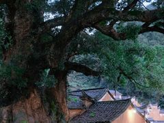 -杨家堂村