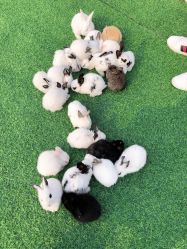 -萌宠亲子动物乐园(槐房万达店)