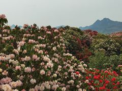-贵州百里杜鹃风景名胜区
