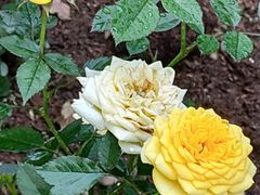 -人民公园(罗湖区)