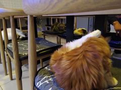 -平行世界·猫咖(首经贸店)