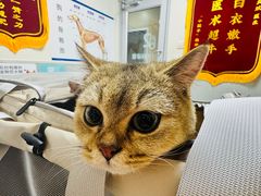 -谐和益家动物医院·免疫绝育·血液透析·宠保定点医院(高新伊藤分院)
