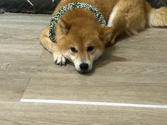 -柴迷FANS CLUB·柴犬狗咖·猫咖