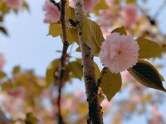 -高东镇樱花园