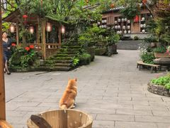 -青城甲(青城山店)