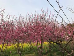 -南汇桃花村