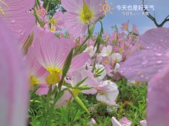 -南京市江宁方山