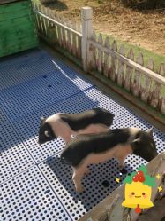 -萌宠亲子动物乐园(槐房万达店)