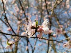 -新虹桥中心花园
