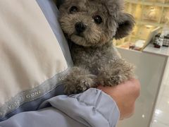 -宠爱多约克夏马尔济斯泰迪小型犬专卖