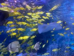 -太平洋海底世界