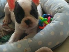 -翊宠yipet猫狗购宠庄园犬舍•猫舍