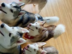 -Husky Go! 哈士奇体验馆·宠物咖啡厅狗咖