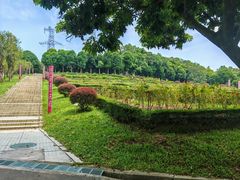 -紫马岭公园