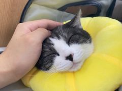 -联合动物医院(光谷诊疗中心)