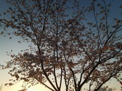 -高东镇樱花园