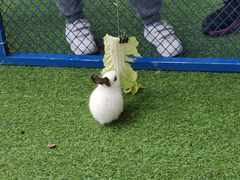 -肯德基(巴沟店)