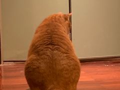 -萌兽医馆·宠物医院·猫骨科(创景店)