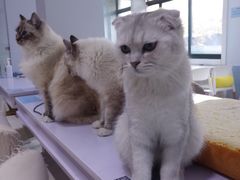 -喵的天空名猫咖啡馆·撸猫·猫舍·用品