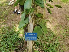 -中国科学院西双版纳热带植物园