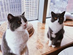 -Catmate·猫肥家润(金润铂宫店)