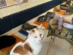 -平行世界·猫咖(首经贸店)