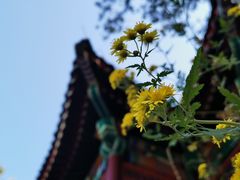 -香山公园