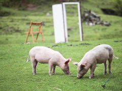 -硗碛藏寨·神木垒景区
