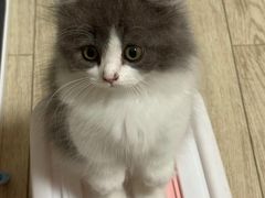 -欣宠猫屋·矮脚拿破仑·蓝金金渐层