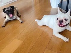 -萌宠之家·腊肠犬·马尔泰·小体犬舍