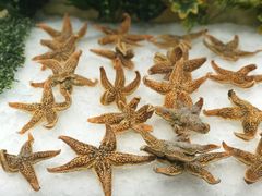 海鲜-红透天牛排海鲜自助(长和国际直营店)