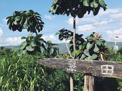 -翠田Green Field Kitchen