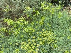 -墨尔本皇家植物园