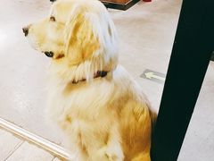 -百好乐宠物友好餐厅(朝外大街店)