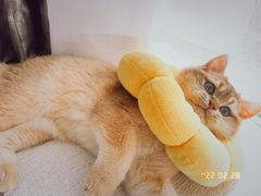 -东方名猫馆·英短金渐层布偶猫舍(环线广场1号楼店)