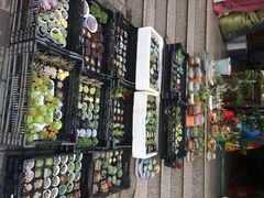 本溪路花鸟市场-本溪路花鸟市场(江浦路1709弄小区店)