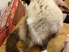 -Let's go狗咖·猫咖·奶狗·桌游(春熙路IFS店)