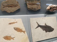 -湖南省地质博物馆