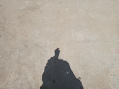 -九毛九西北菜(大东海店)