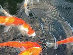 -麻涌飞鸭开心农场