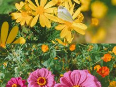 -前小桔亲子创意农场·草莓采摘·露营烧烤