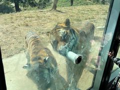 -大连森林动物园