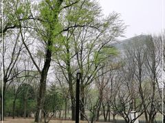 -大望京公园