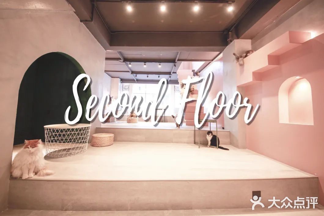 北京路独栋三层猫咖,男朋友赖着不肯走…