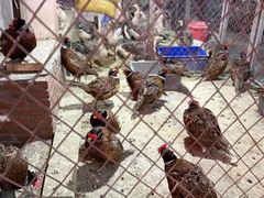 -鱼窝棚柴火铁锅炖(富山屯店)