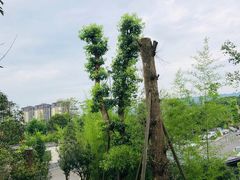 -枫香湖儿童公园