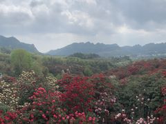 -贵州百里杜鹃风景名胜区